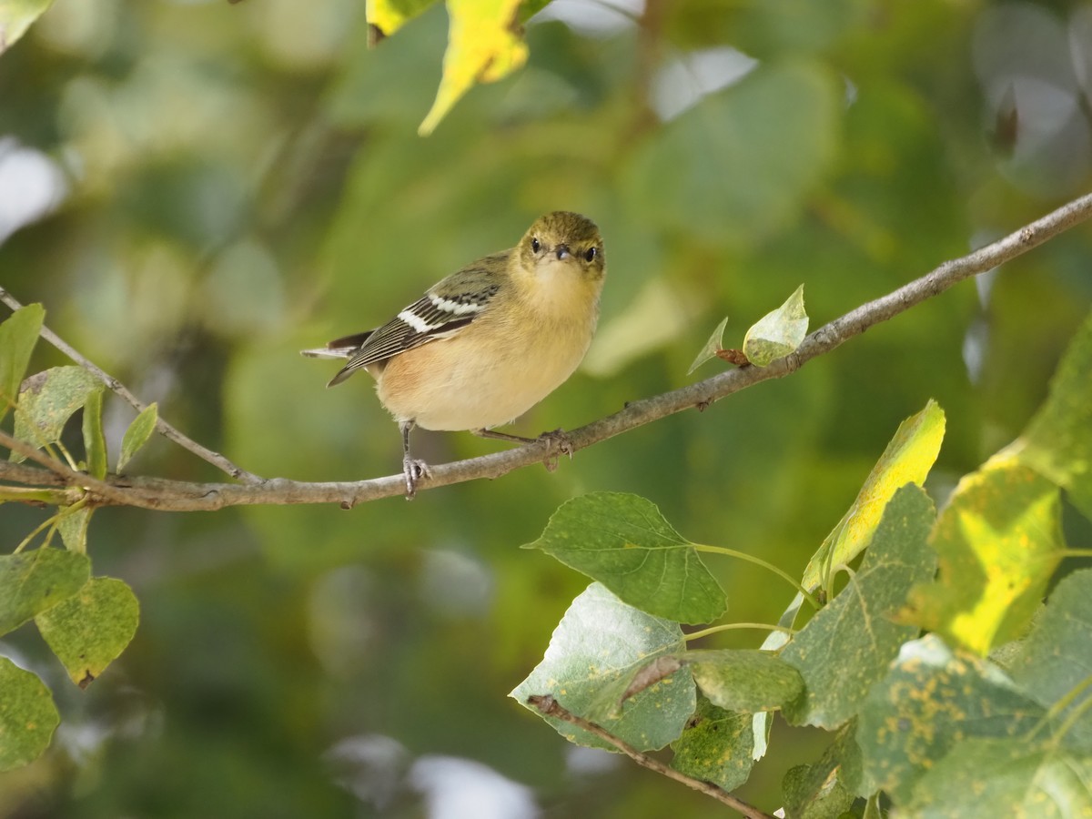 Bay-breasted Warbler - ML646331101