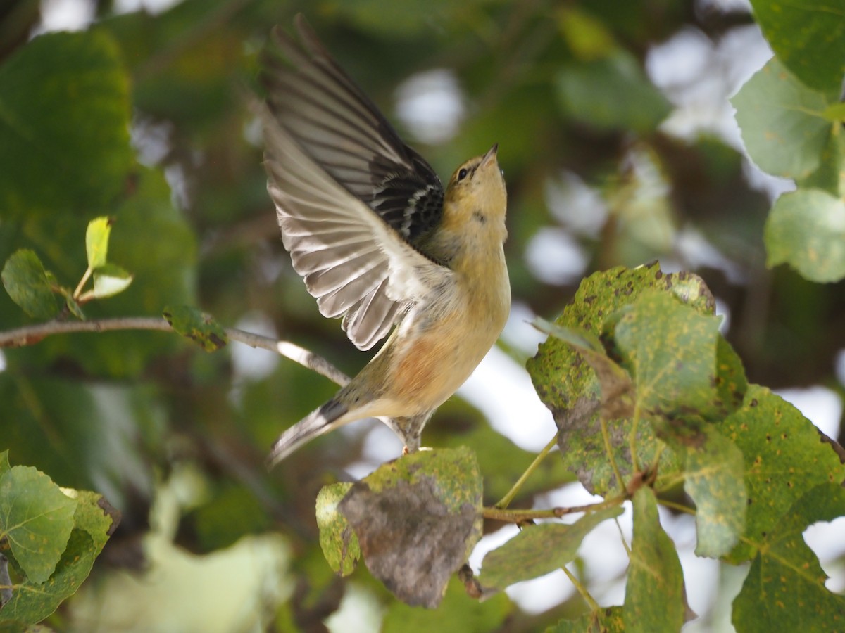 Bay-breasted Warbler - ML646331102
