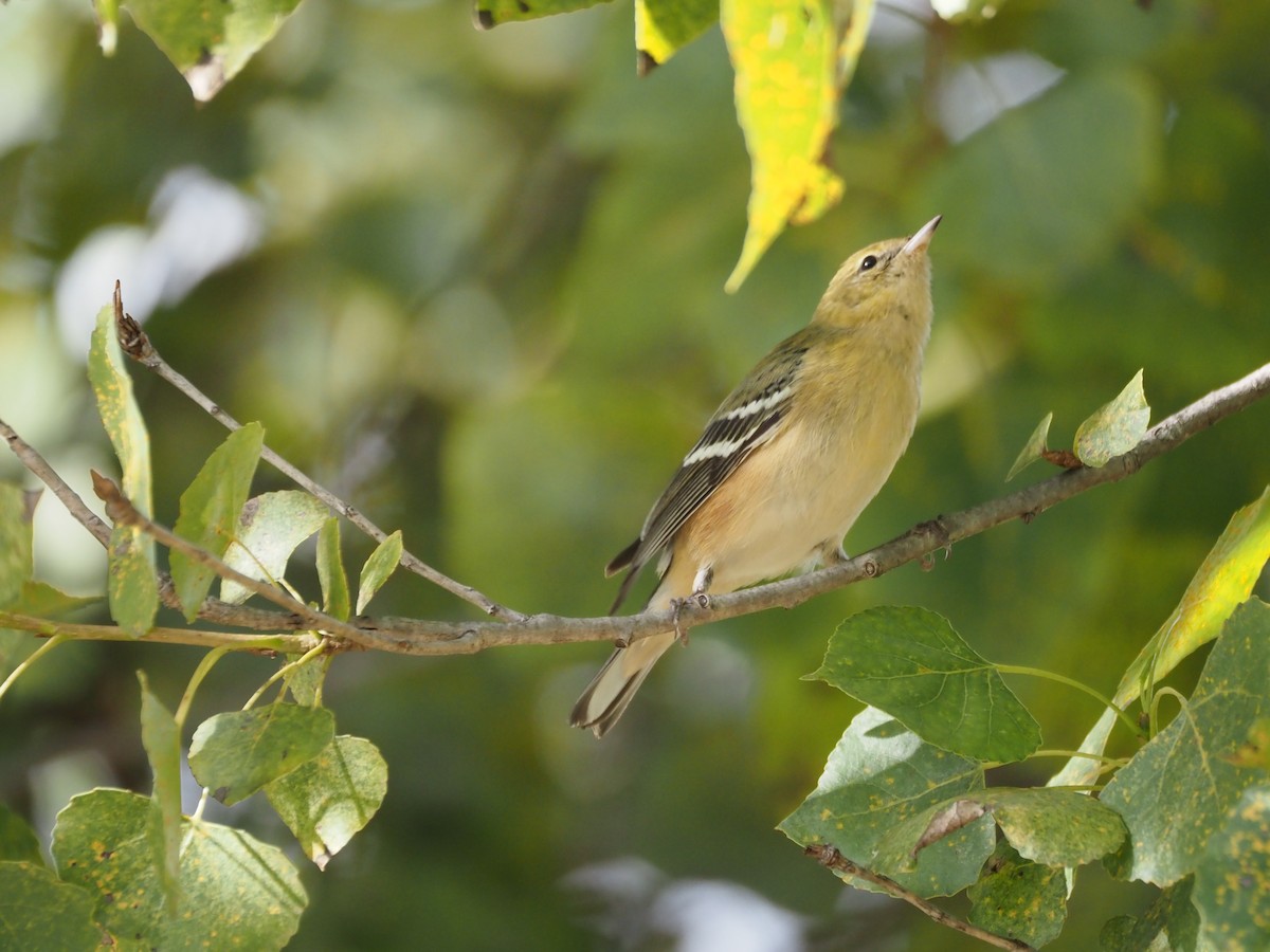 Bay-breasted Warbler - ML646331103