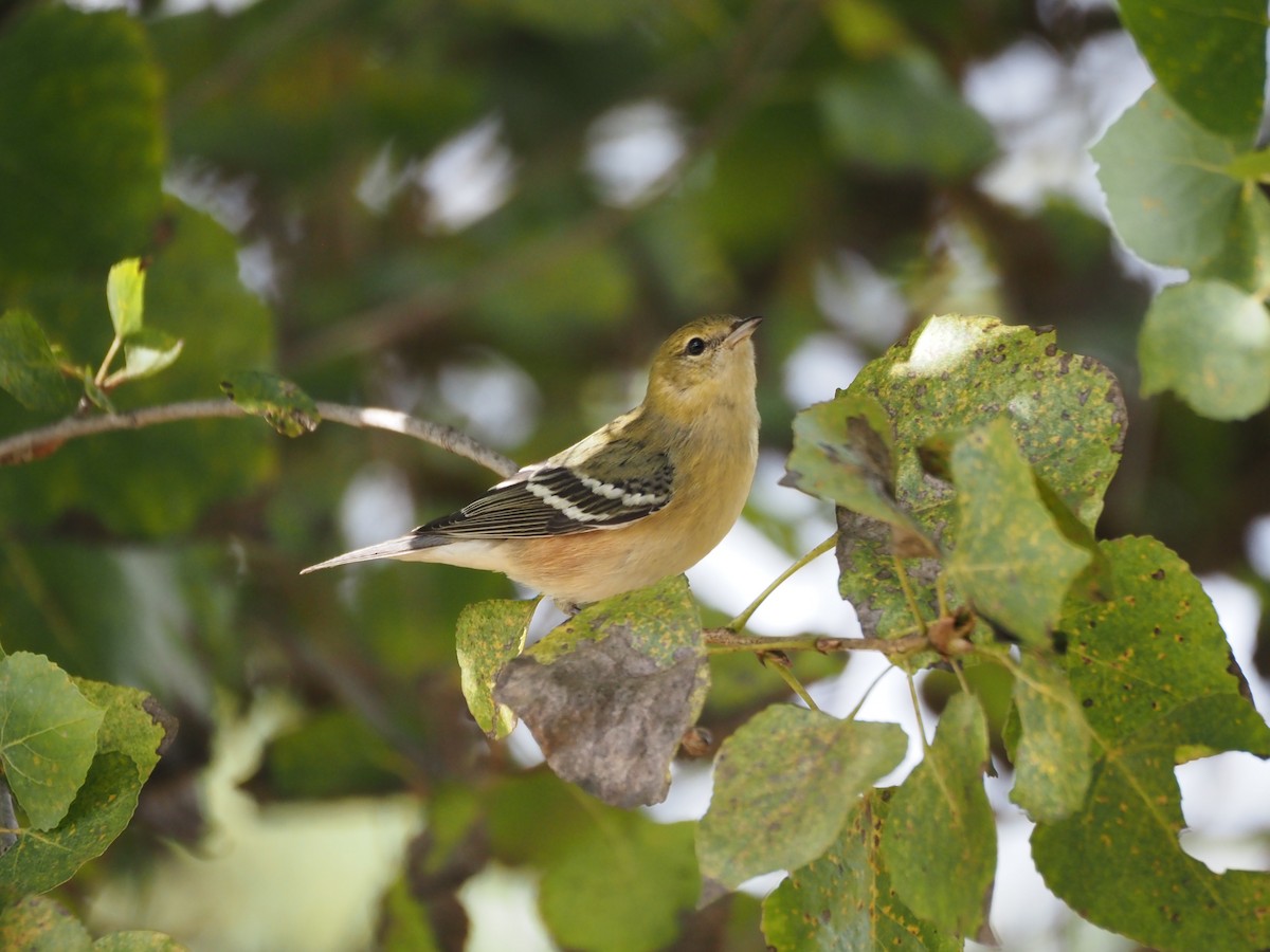 Bay-breasted Warbler - ML646331104