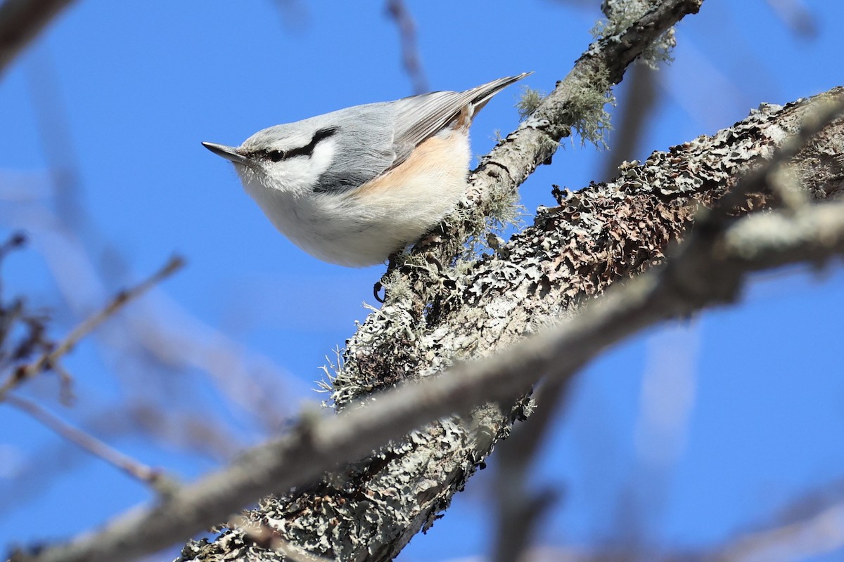 Garrapo eurasiarra - ML646331111