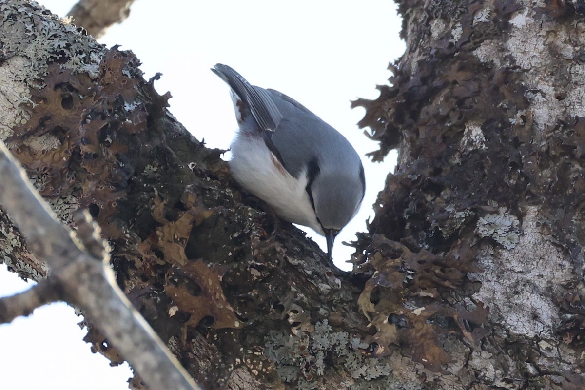 Garrapo eurasiarra - ML646331112