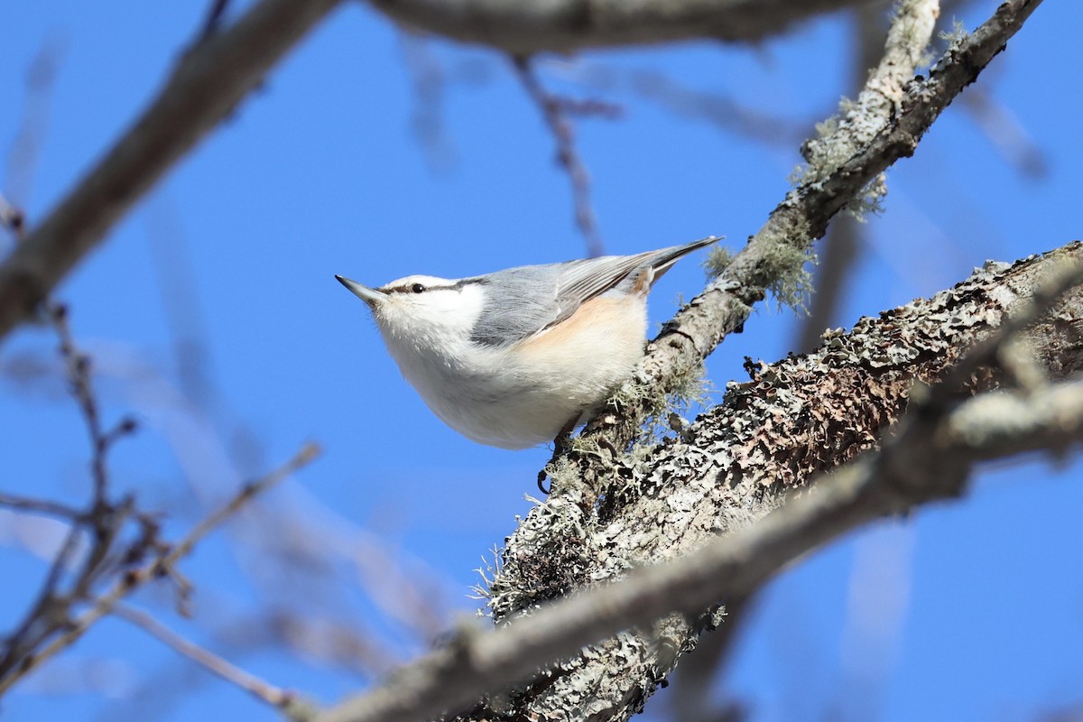 Garrapo eurasiarra - ML646331113