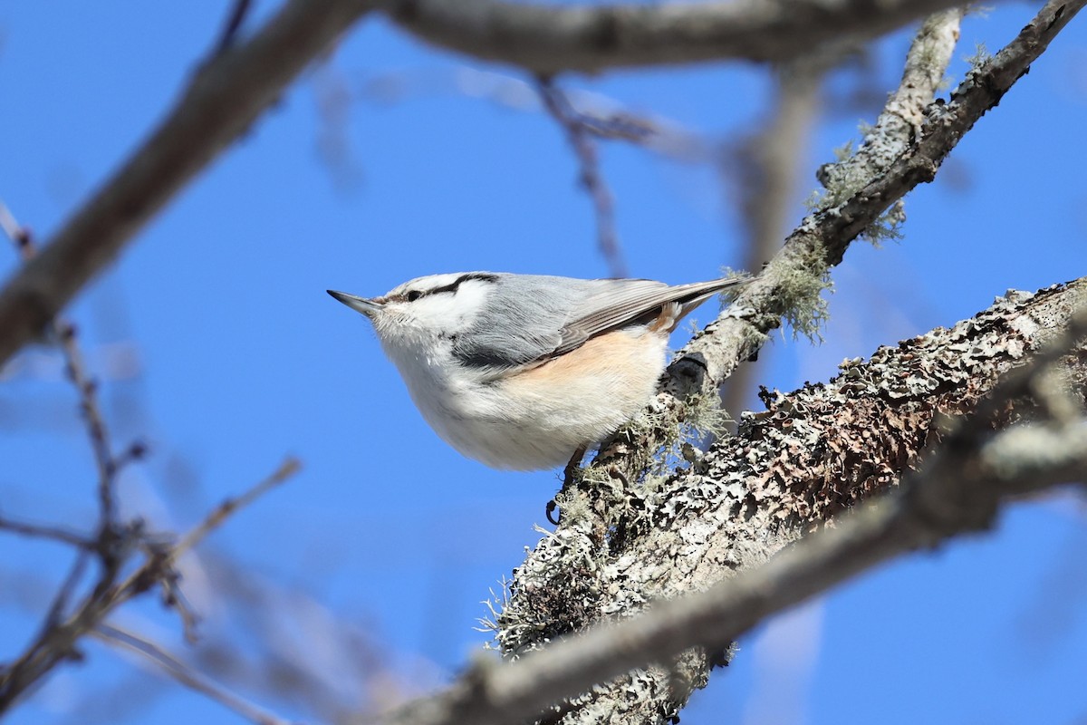 Garrapo eurasiarra - ML646331114