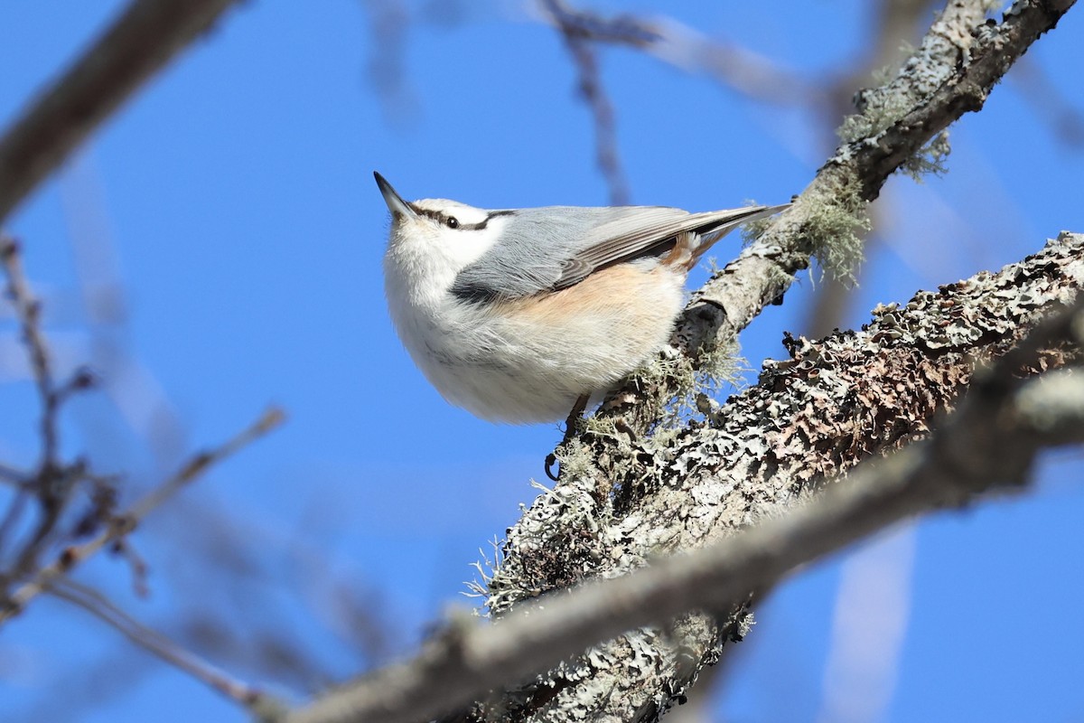 Garrapo eurasiarra - ML646331115