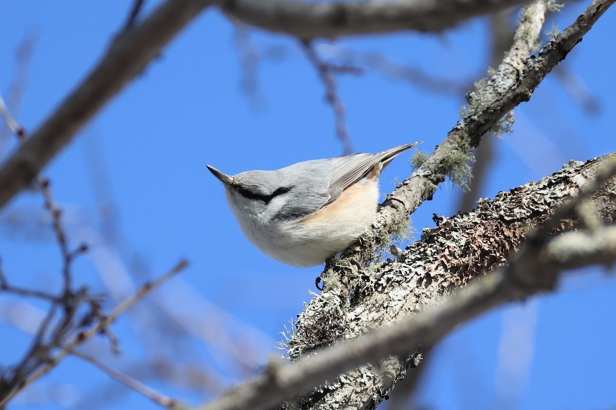 Garrapo eurasiarra - ML646331116