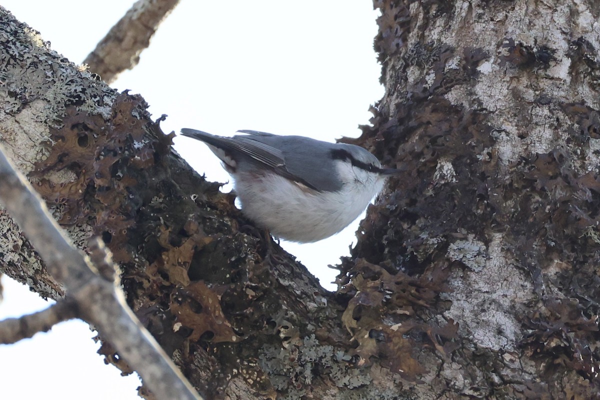 Garrapo eurasiarra - ML646331117