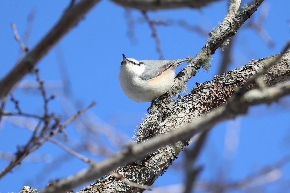 Garrapo eurasiarra - ML646331118