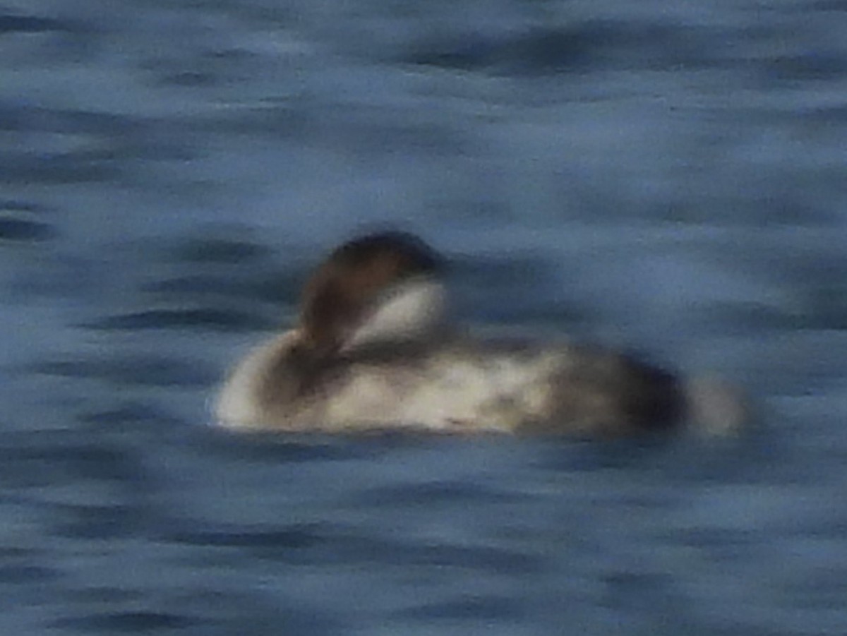 ミミカイツブリ - ML646331122