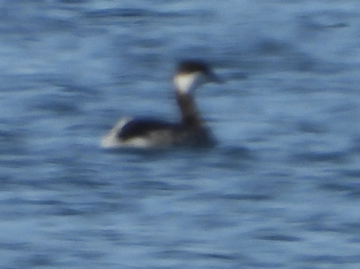 ミミカイツブリ - ML646331123