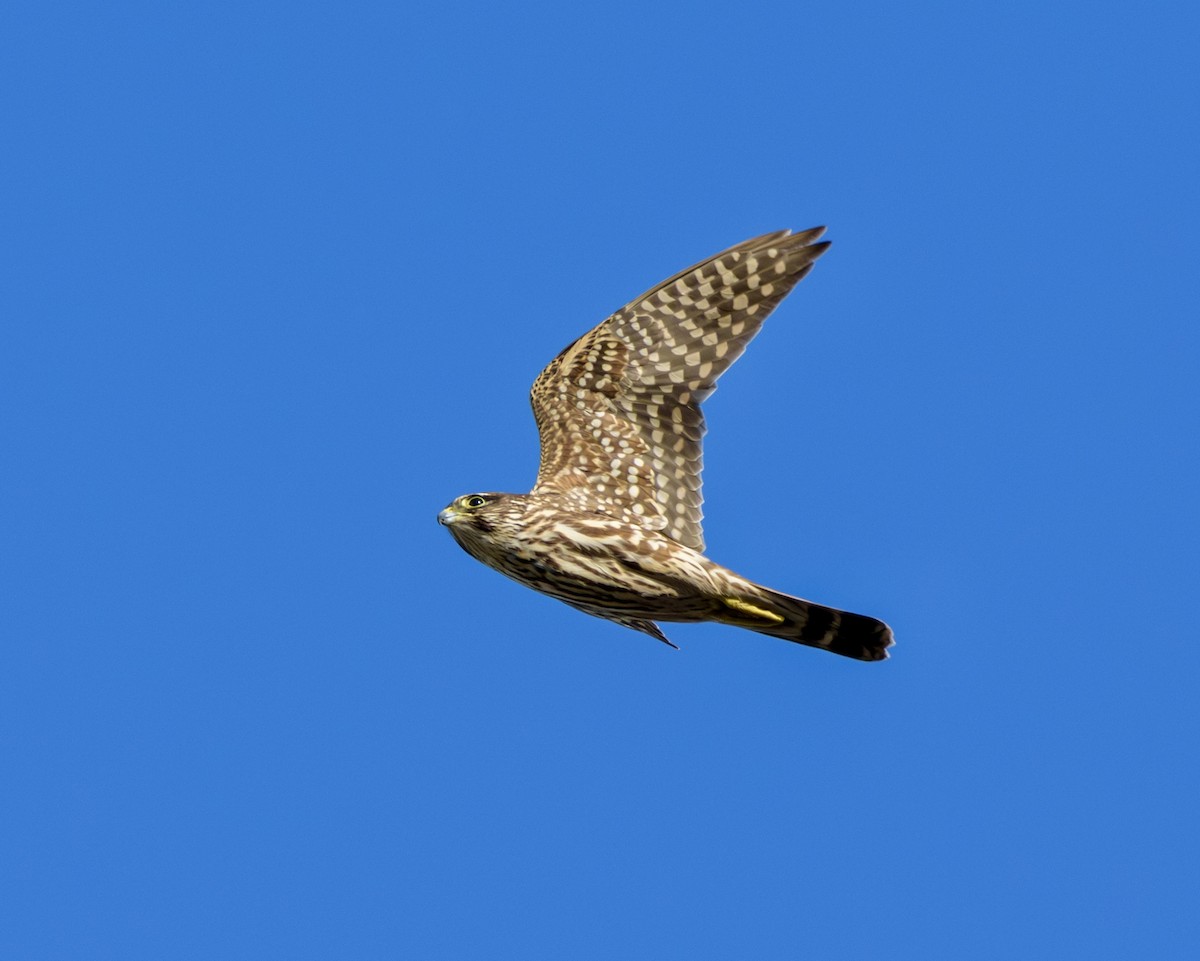 Merlin - ML646331124