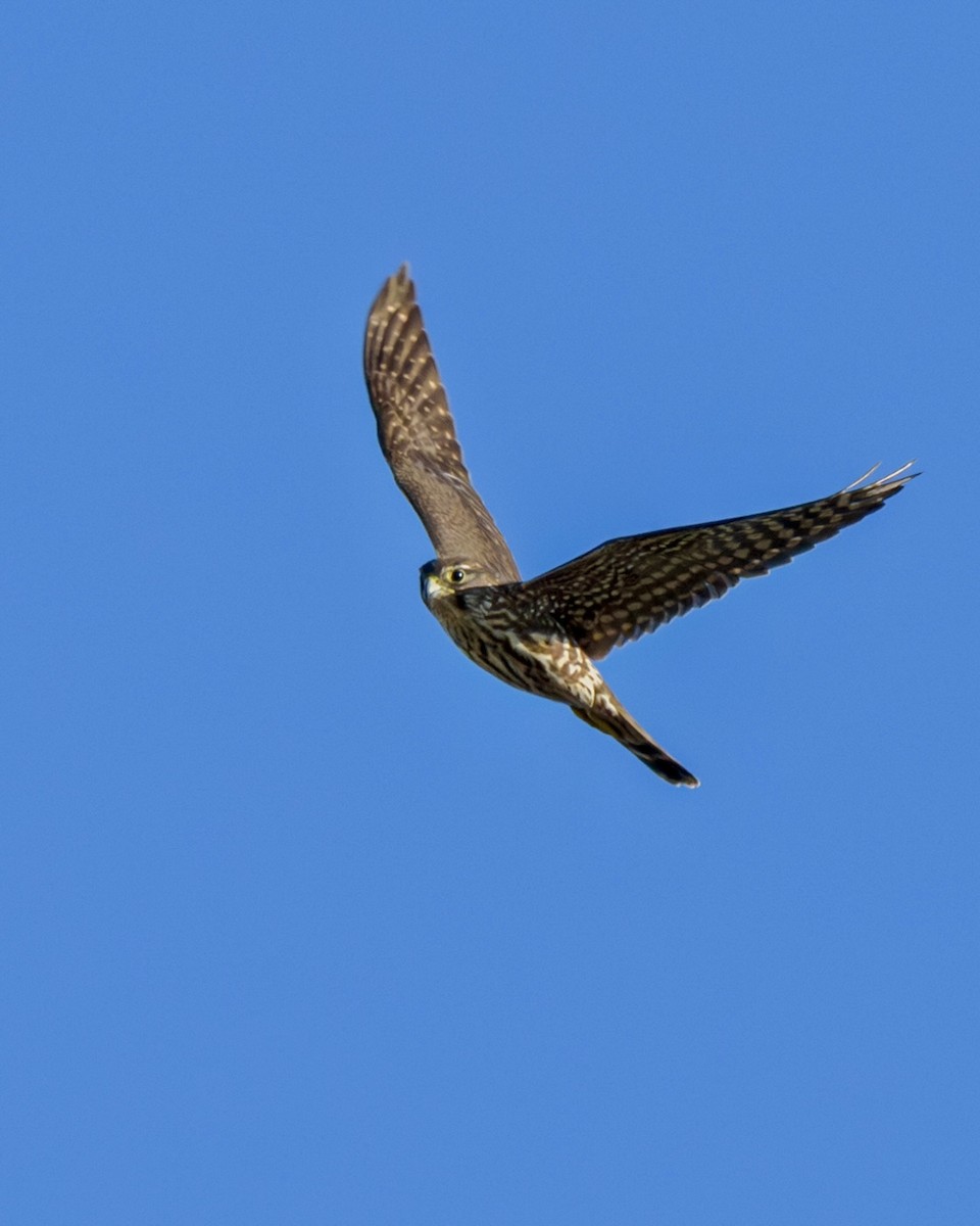 Merlin - ML646331127