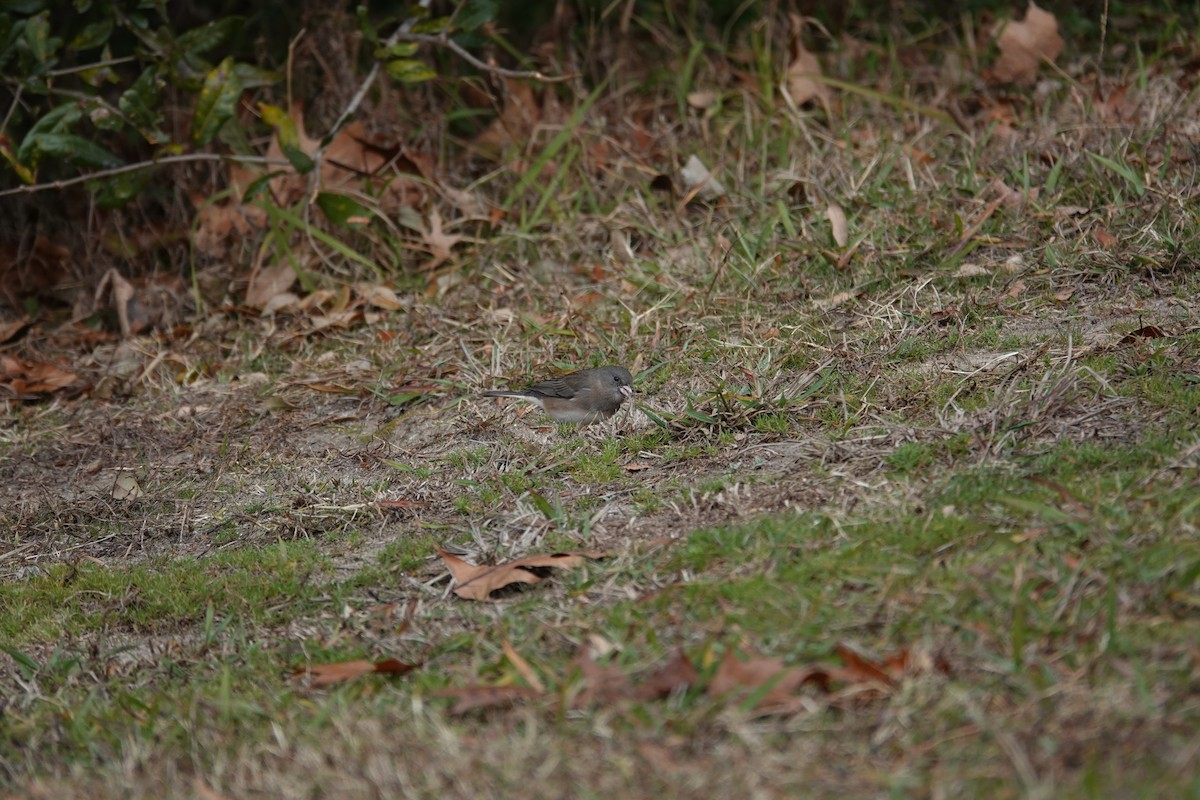 Dark-eyed Junco - ML646331132