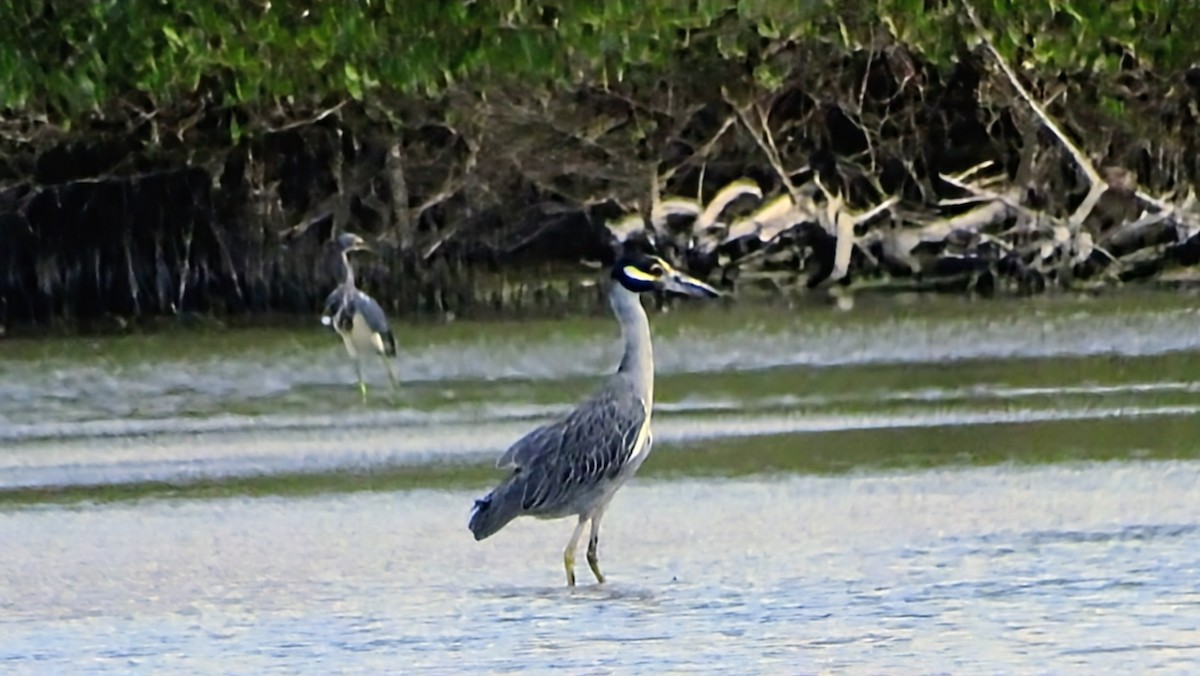 אנפת לילה צהובת-כיפה - ML646331133