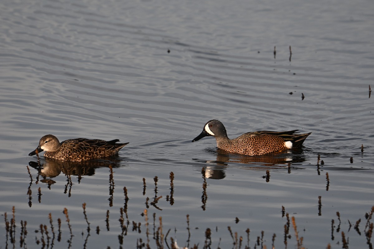 Blauflügelente - ML646331134