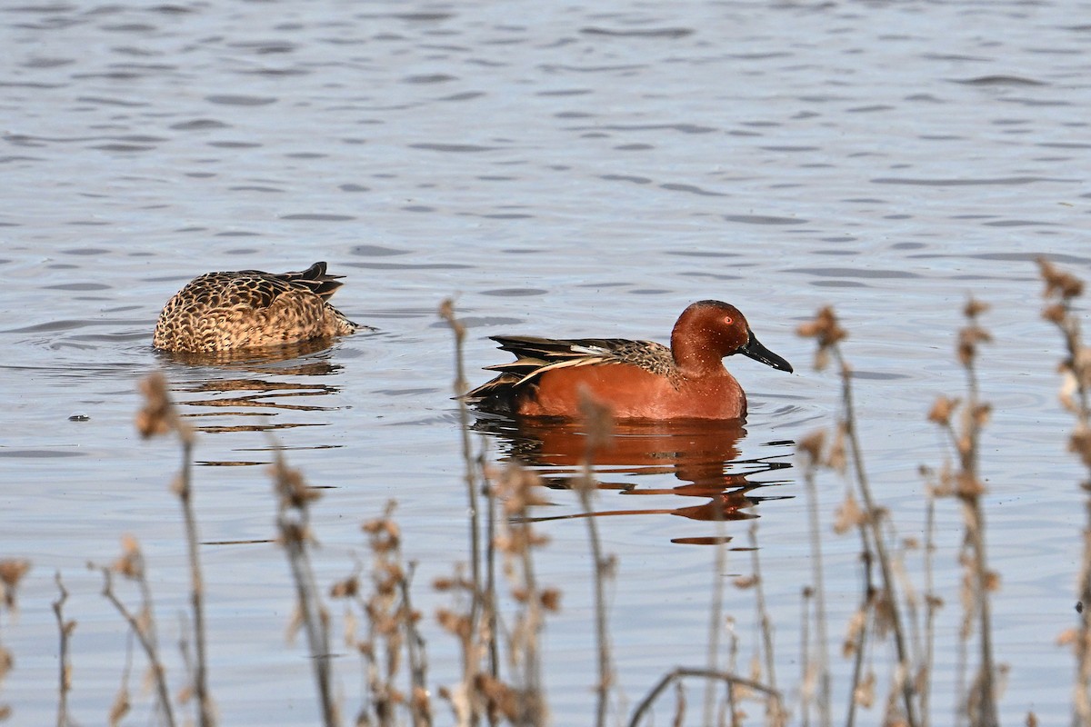 Cinnamon Teal - ML646331141