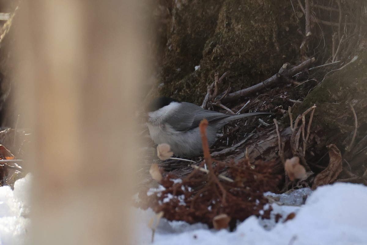 Mésange boréale - ML646331146