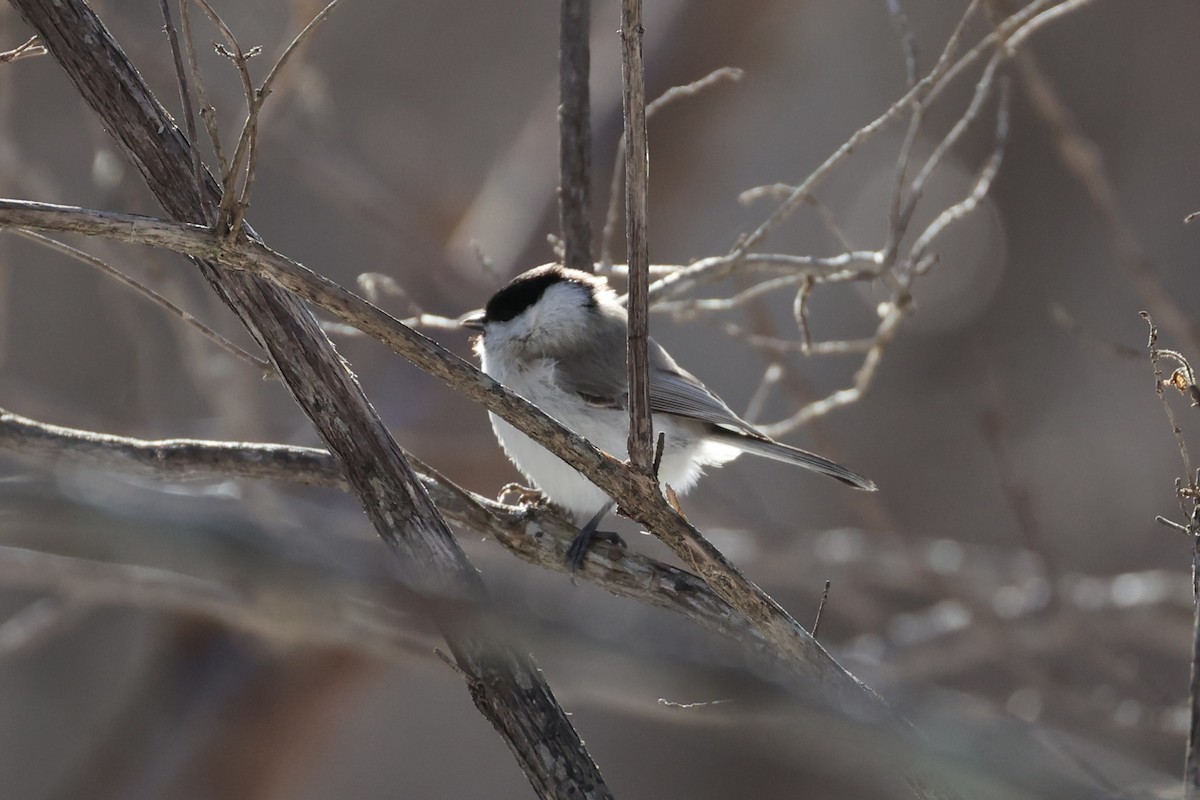 Mésange boréale - ML646331147