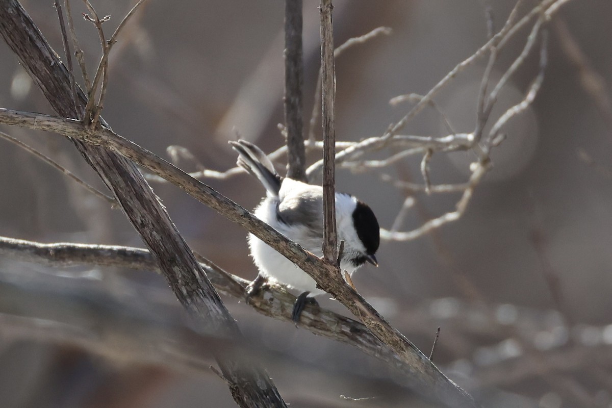 Mésange boréale - ML646331148