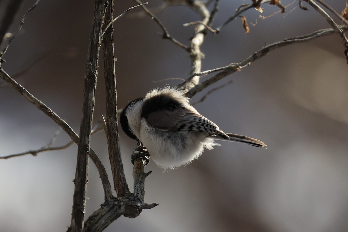 Mésange boréale - ML646331149