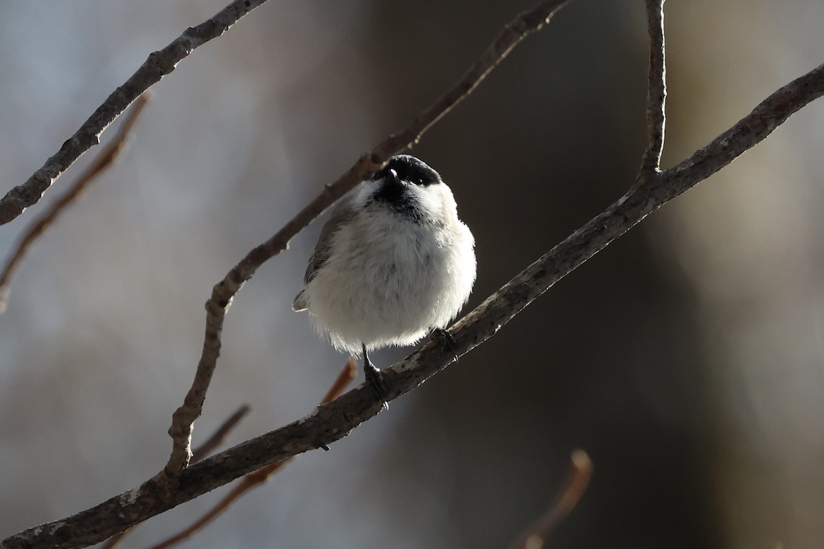 Mésange boréale - ML646331150