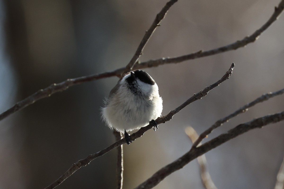 Mésange boréale - ML646331151
