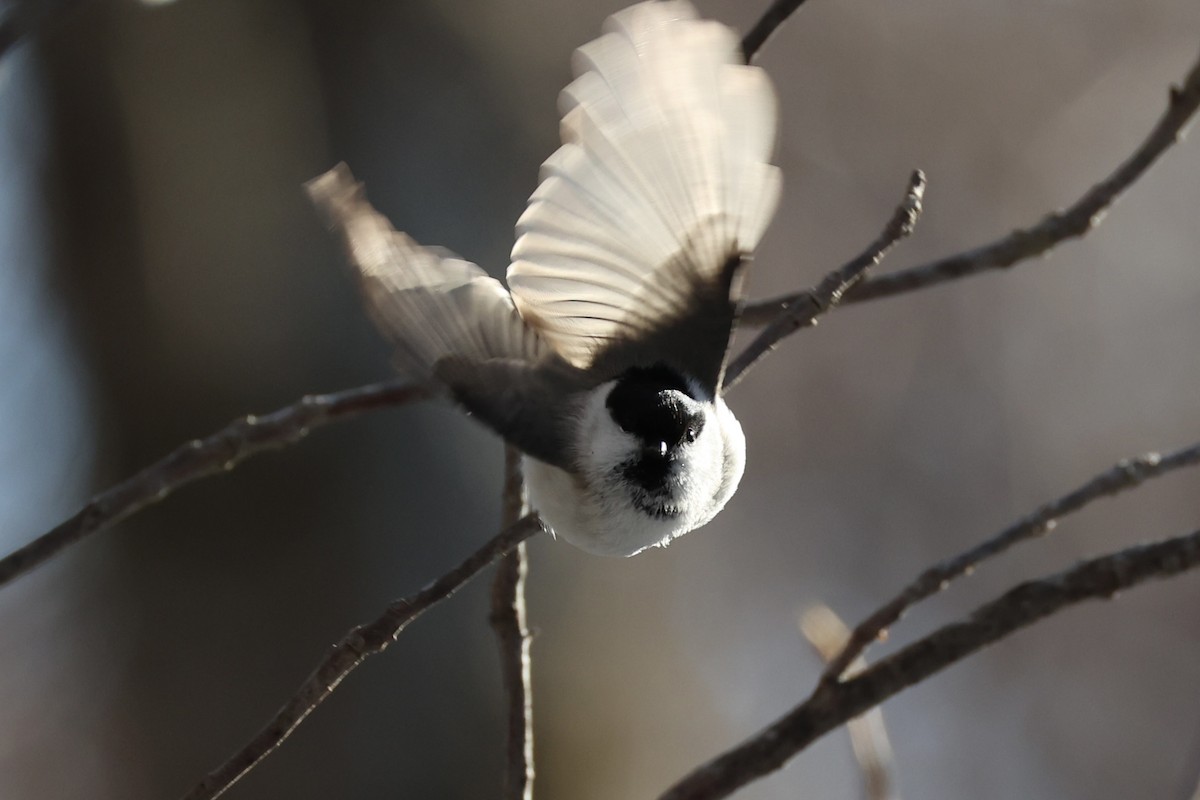 Mésange boréale - ML646331152