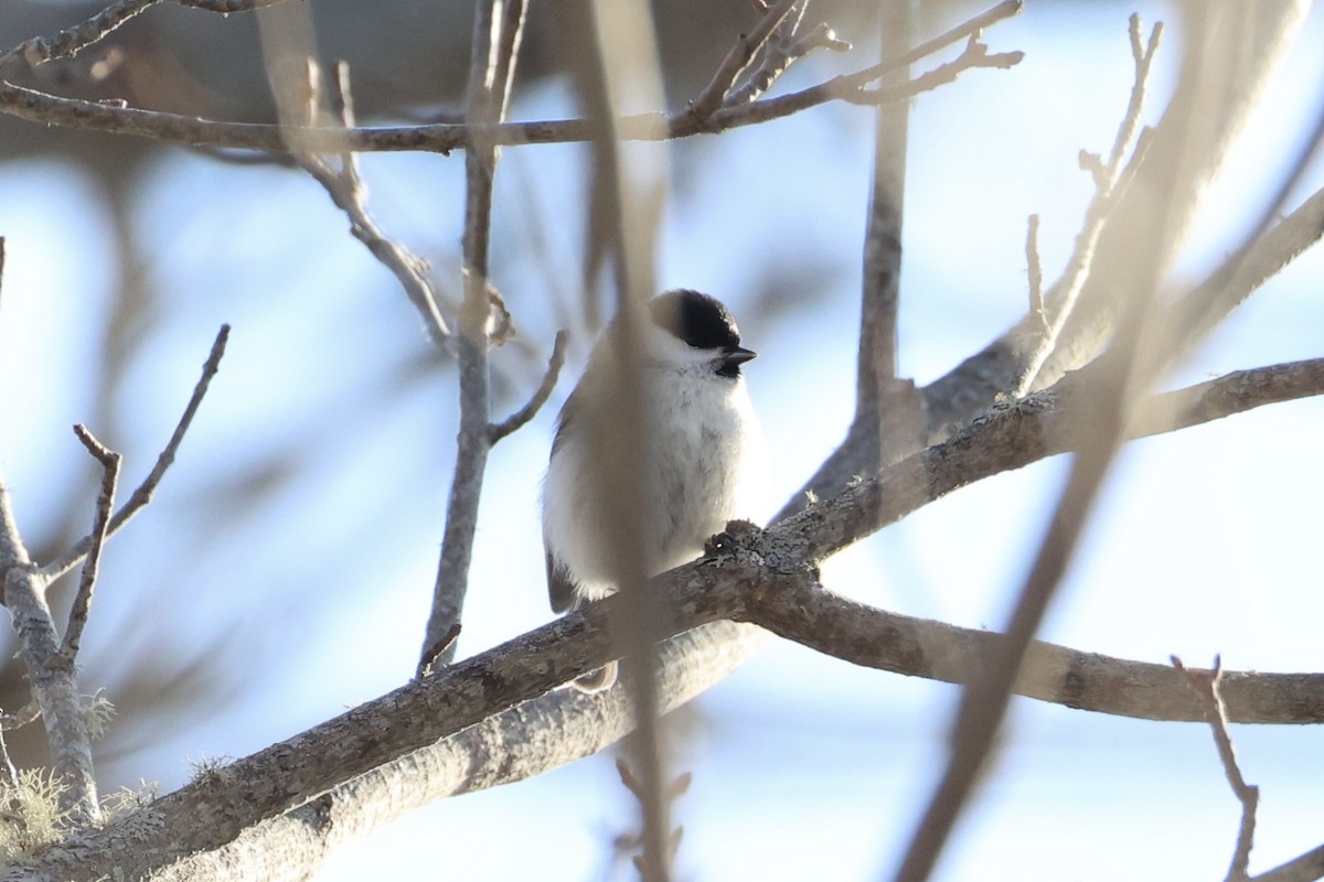 Mésange boréale - ML646331153