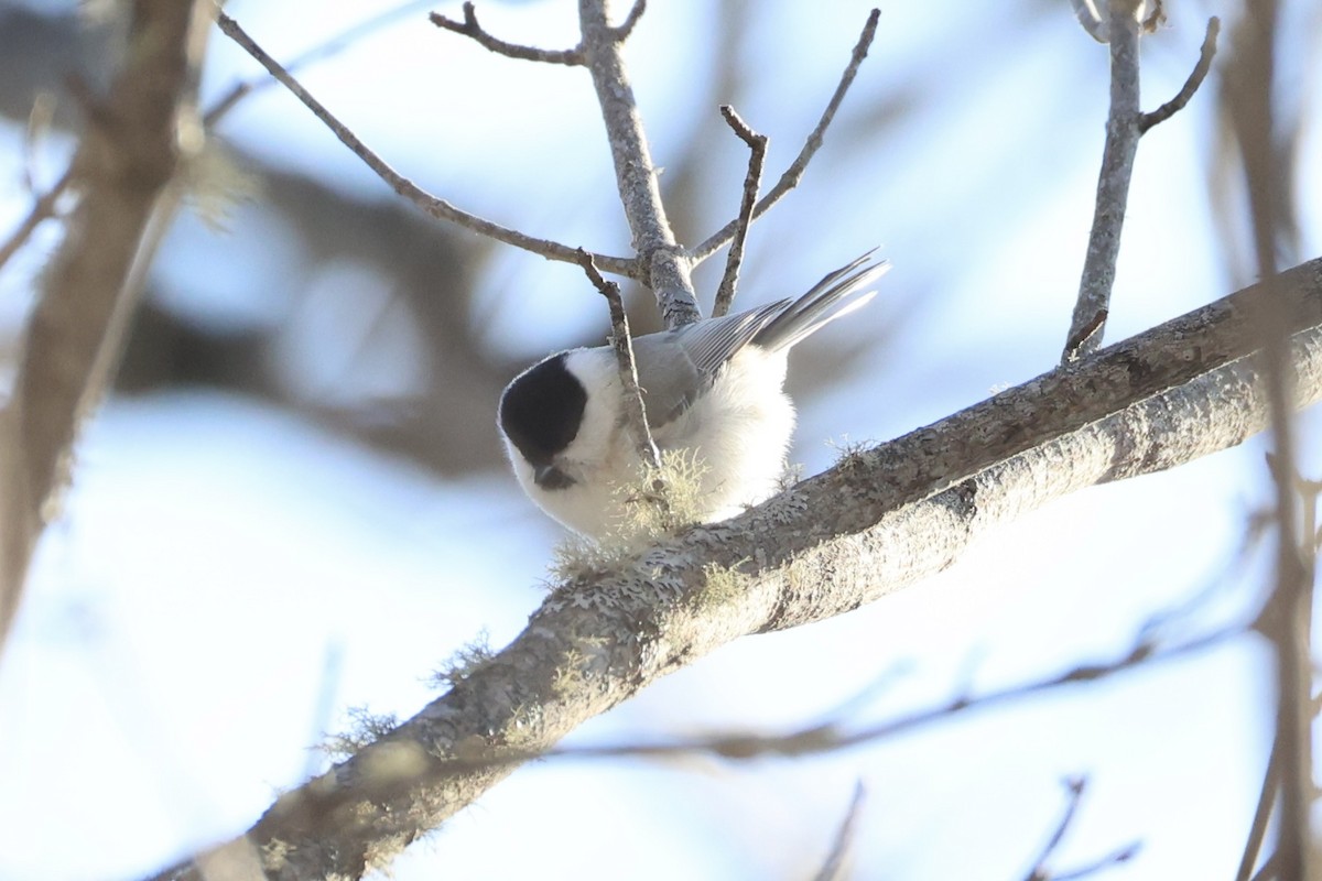 Mésange boréale - ML646331154