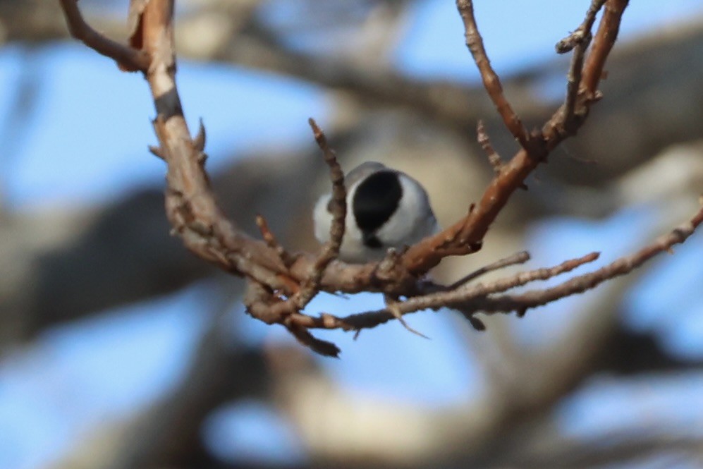 Mésange boréale - ML646331155