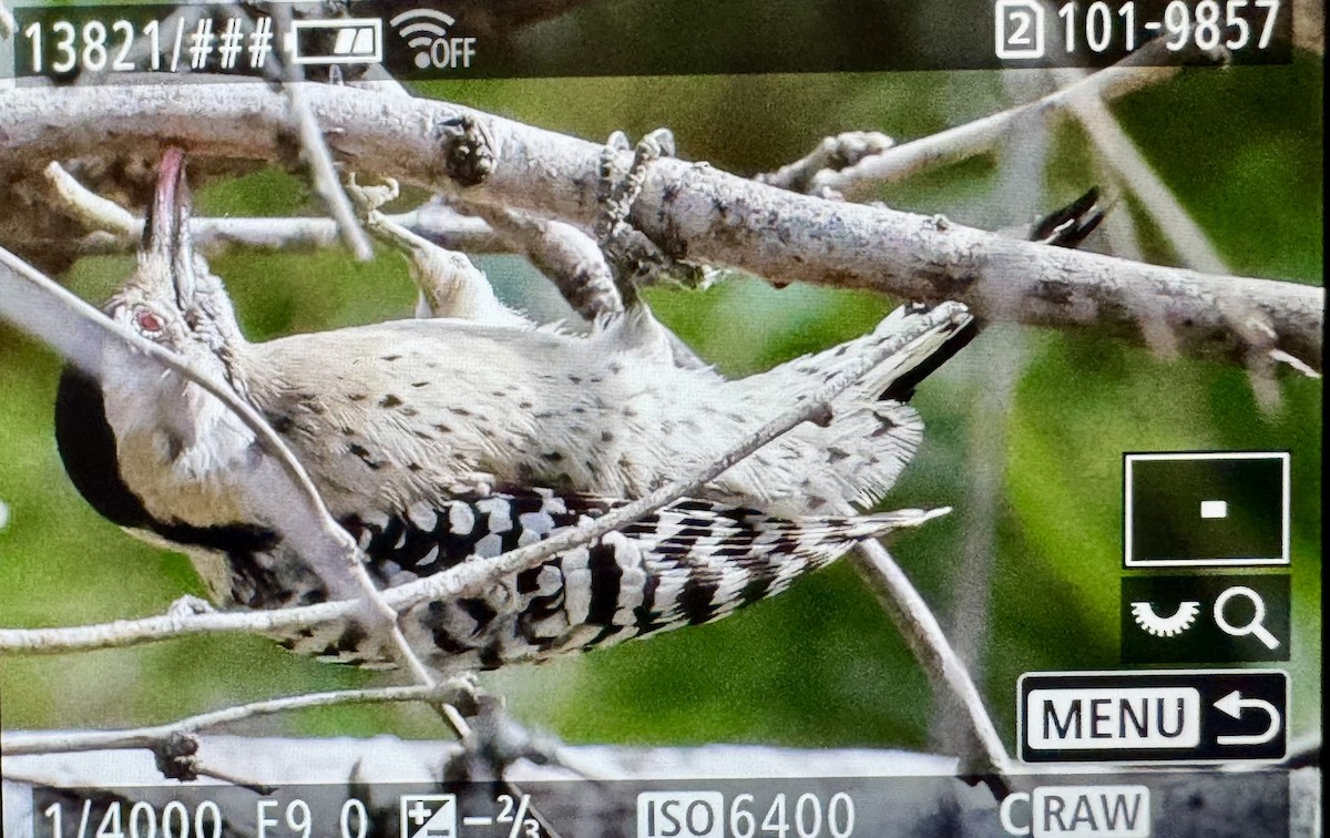 Ladder-backed Woodpecker - ML646331156