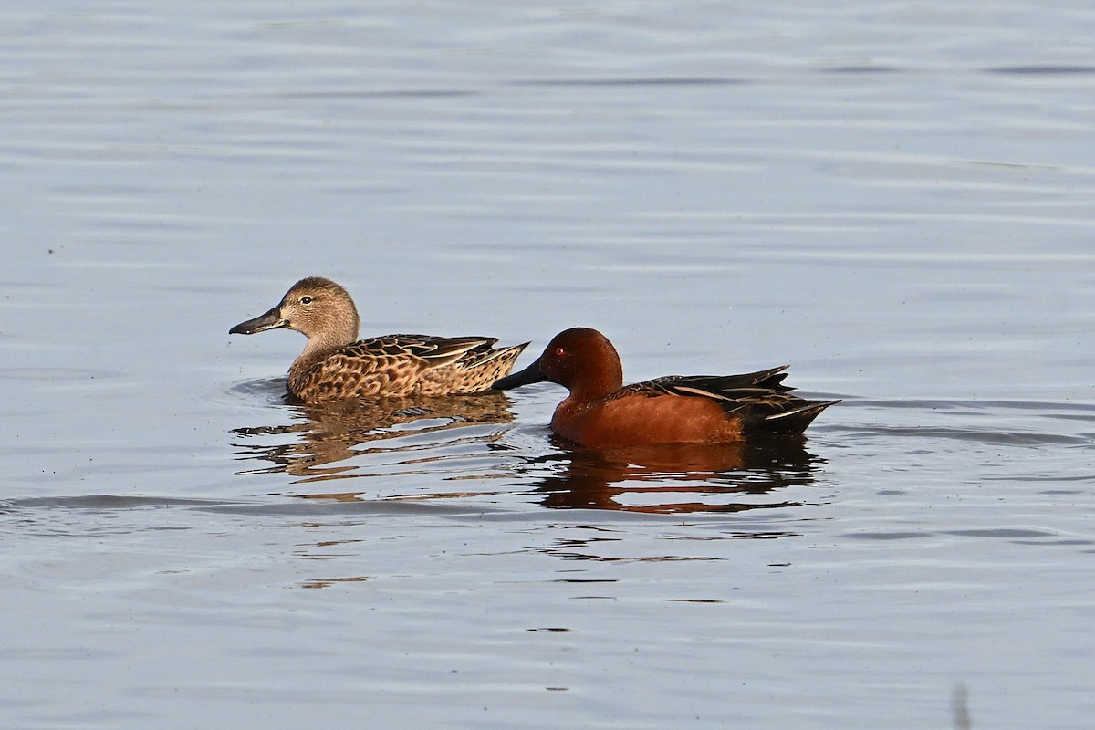 Cinnamon Teal - ML646331157