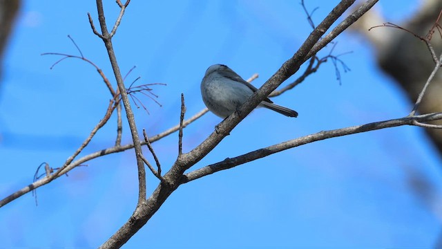 Willow Tit - ML646331158