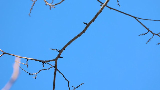 Willow Tit - ML646331159