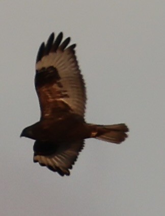 Тарлан сар - ML646331160