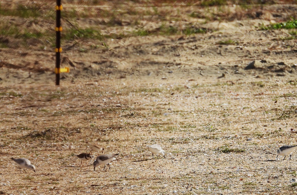 Semipalmated Plover - ML646331161