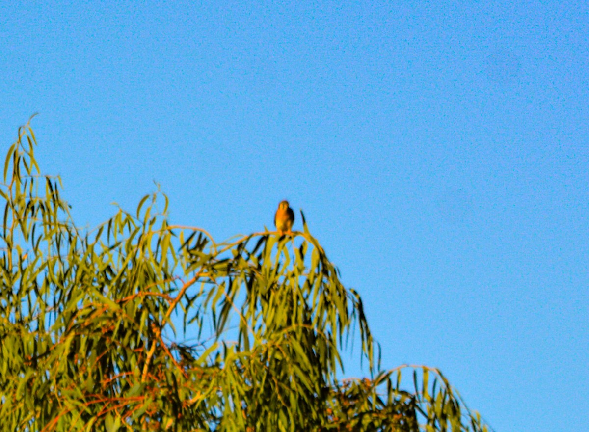 American Kestrel - ML646331162