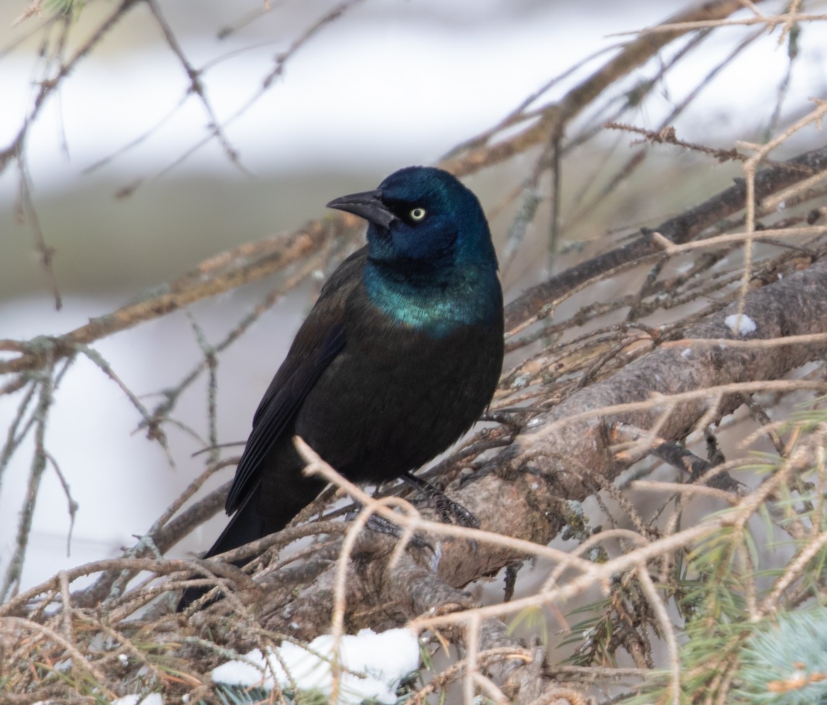 Common Grackle - ML646331164