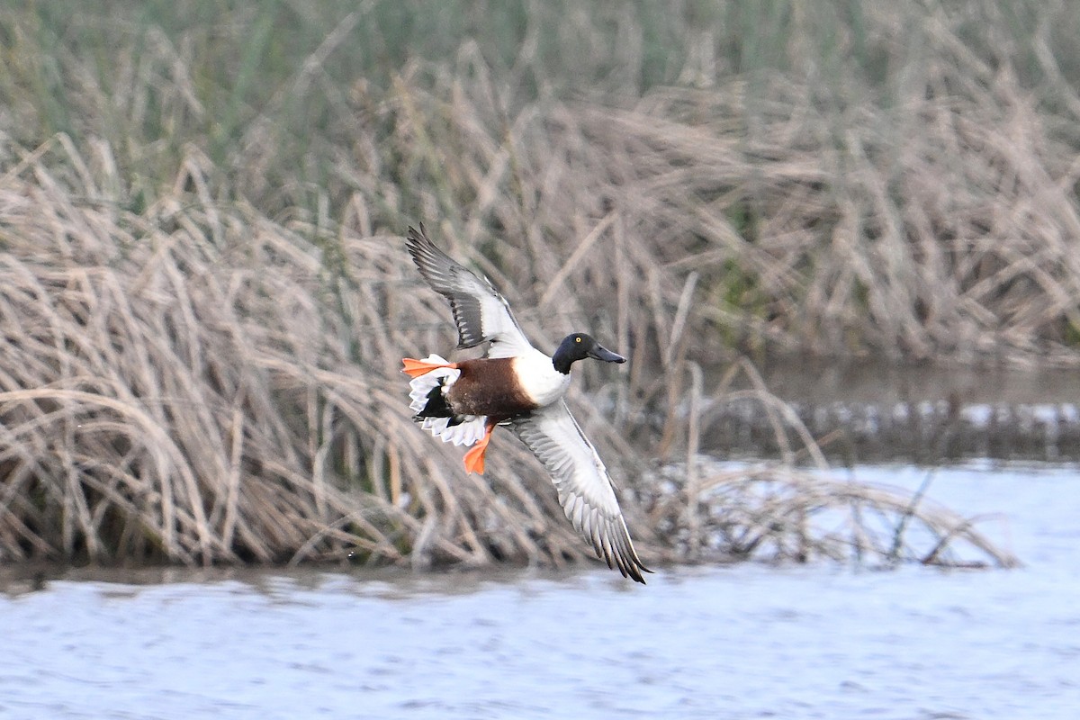 Northern Shoveler - ML646331165
