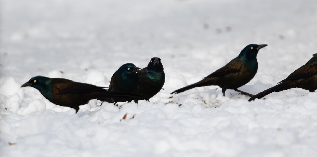 Common Grackle - ML646331166