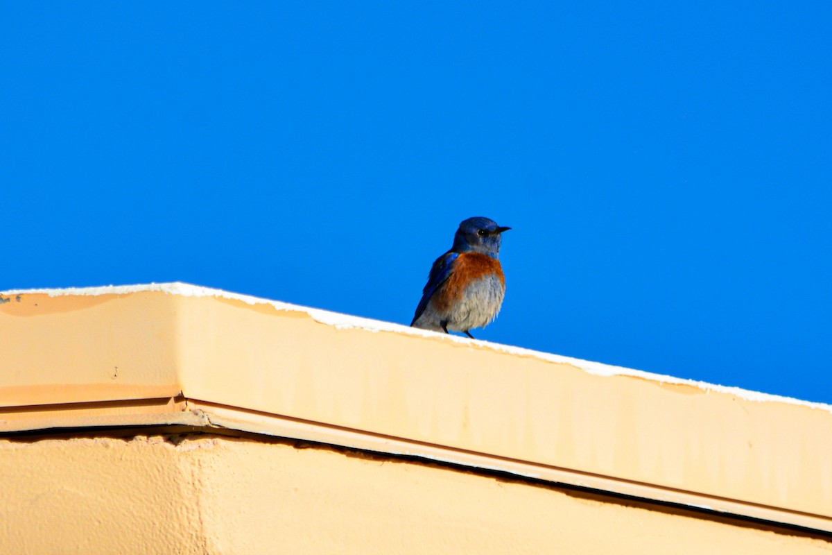 Western Bluebird - ML646331167
