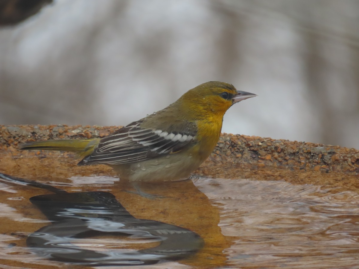 Bullock's Oriole - ML646331169