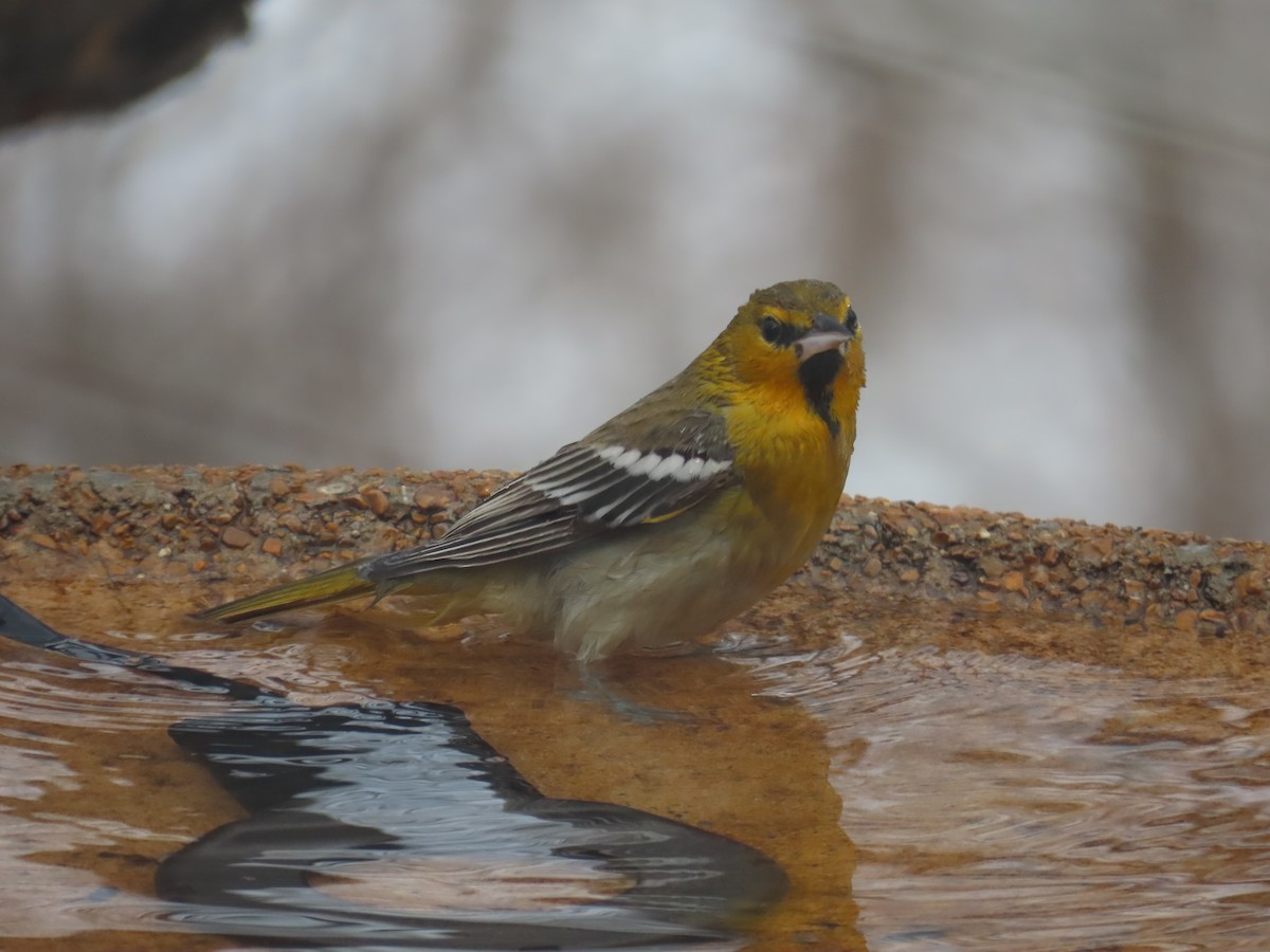 Bullock's Oriole - ML646331170