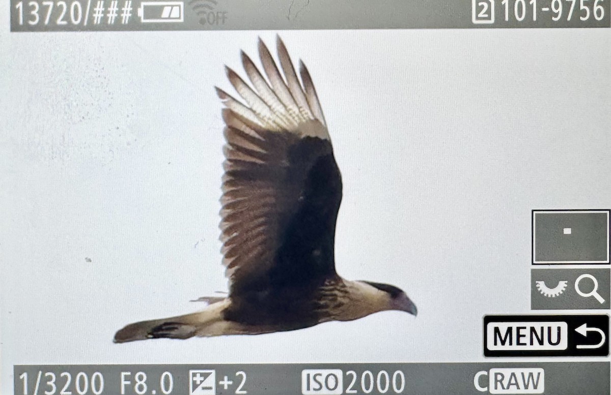 Crested Caracara - ML646331171