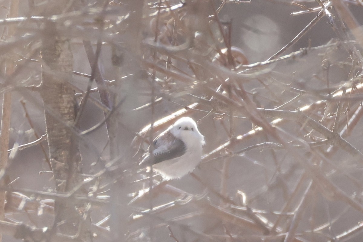 Goldcrest - ML646331172