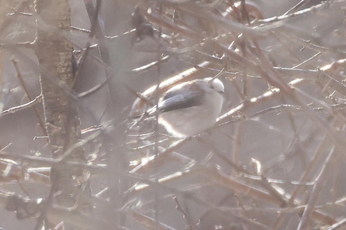 Goldcrest - ML646331173