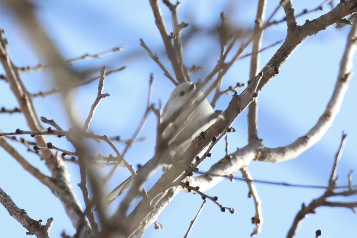 Goldcrest - ML646331174