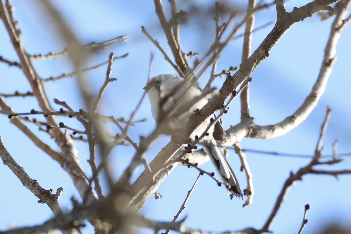 Goldcrest - ML646331175