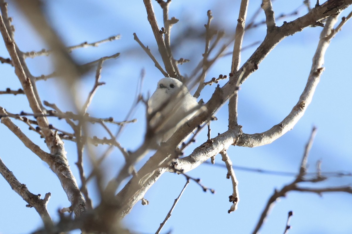 Goldcrest - ML646331176