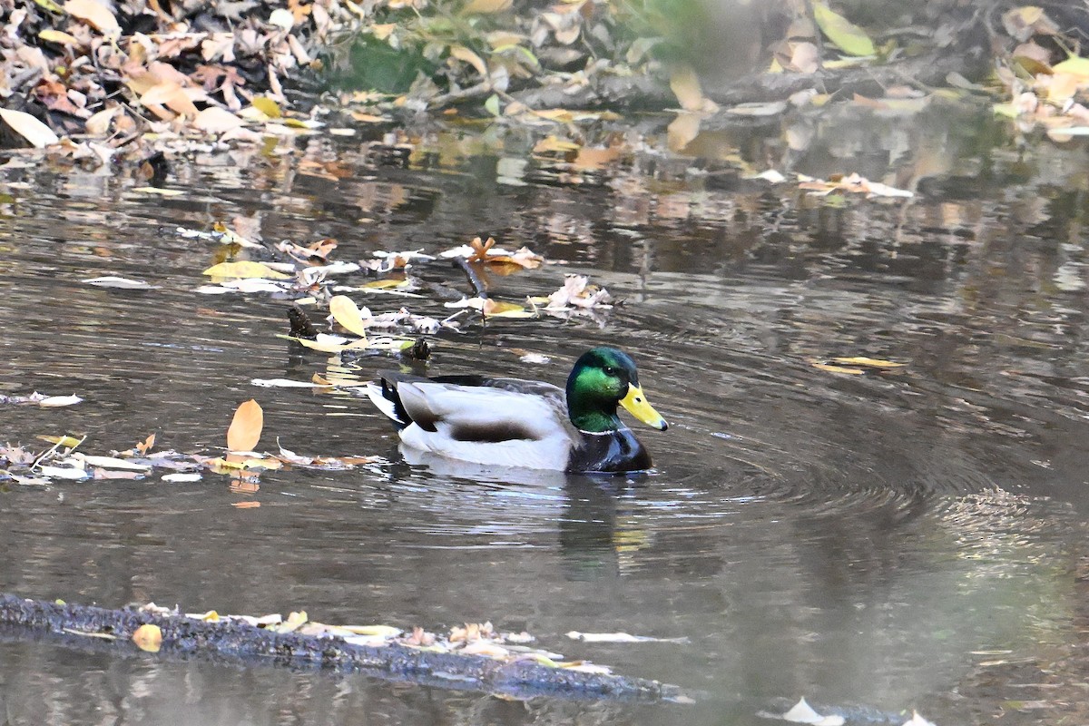 Mallard - ML646331177